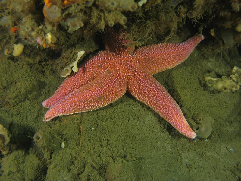 2011-11-13 11-25-14 Ludo.JPG